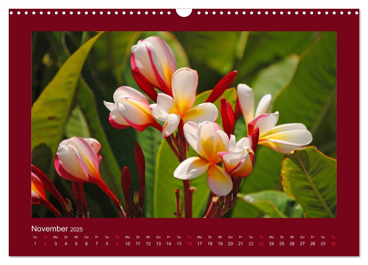 Bild: 9783435583126 | Aloha Blütenzauber aus Hawaii (Wandkalender 2025 DIN A3 quer),...