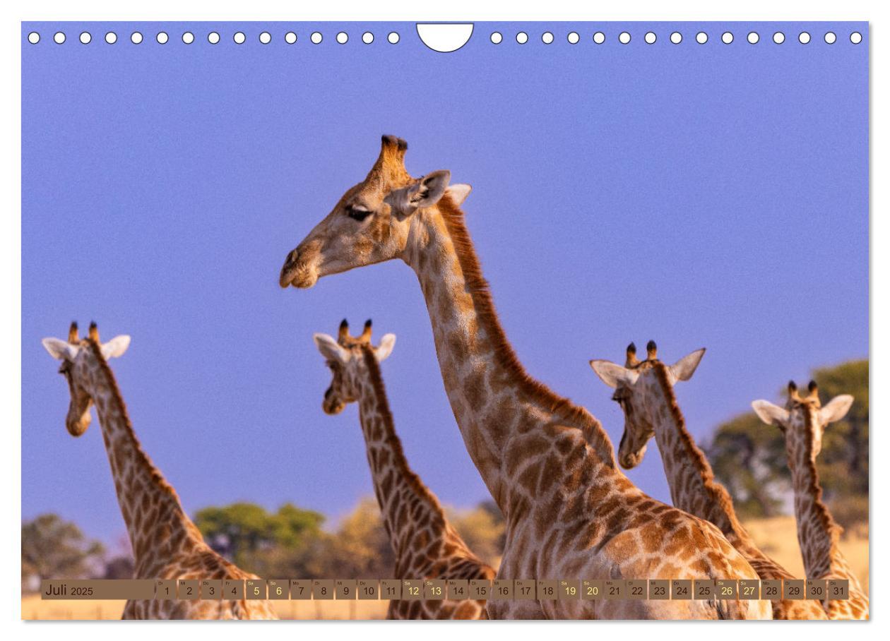 Bild: 9783383845468 | Wildlife Namibia - Etosha und Kalahari (Wandkalender 2025 DIN A4...