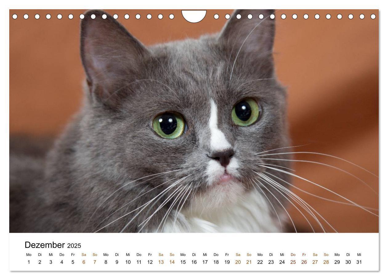 Bild: 9783435754328 | Ragdolls (Wandkalender 2025 DIN A4 quer), CALVENDO Monatskalender