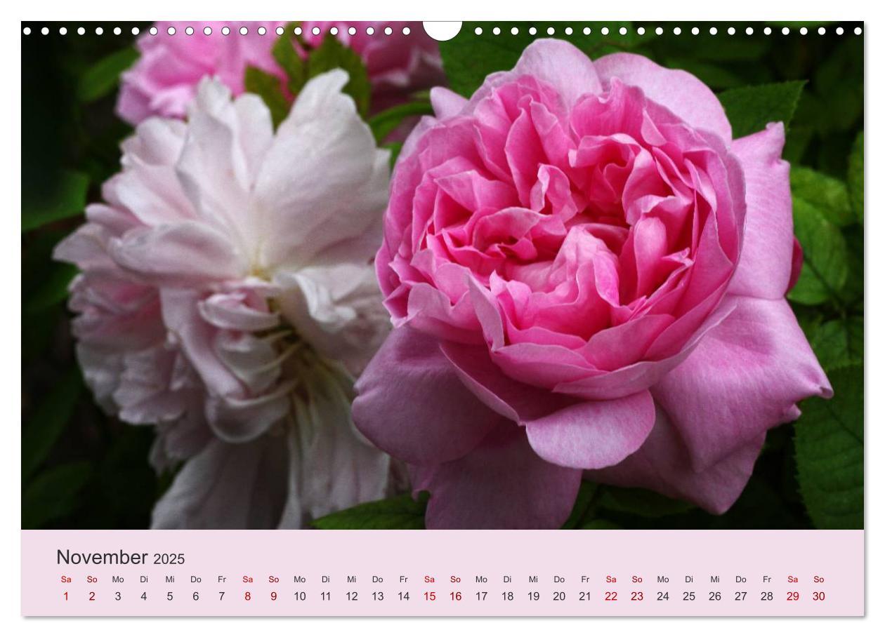 Bild: 9783435453221 | Rosen Reigen im Garten (Wandkalender 2025 DIN A3 quer), CALVENDO...