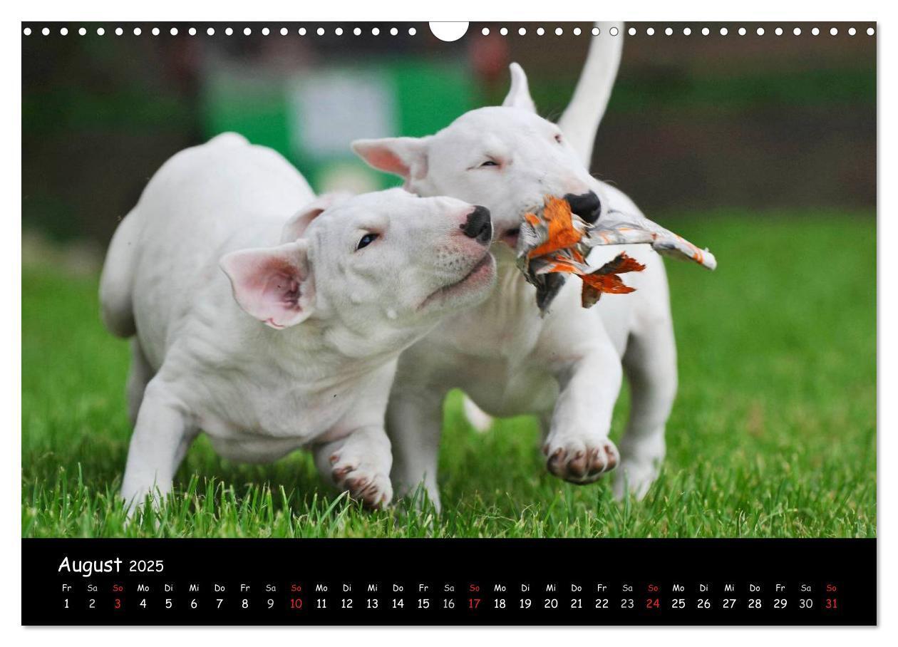 Bild: 9783435768462 | Bullterrier (Wandkalender 2025 DIN A3 quer), CALVENDO Monatskalender