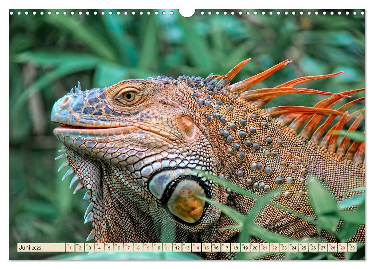 Bild: 9783435335527 | Wunderschöner Leguan (Wandkalender 2025 DIN A3 quer), CALVENDO...