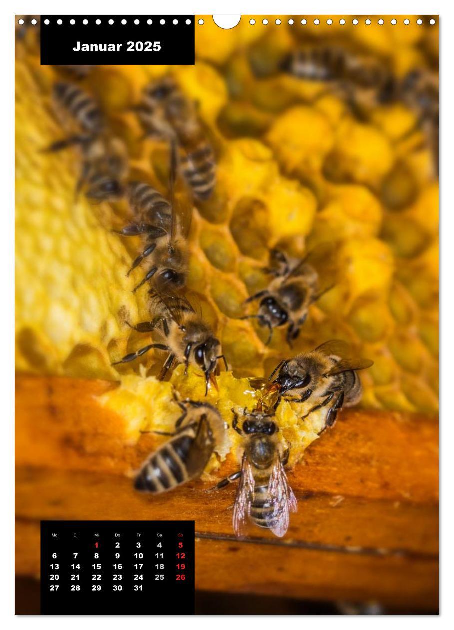 Bild: 9783457038383 | Bienen in ihrem geheimen Reich (Wandkalender 2025 DIN A3 hoch),...