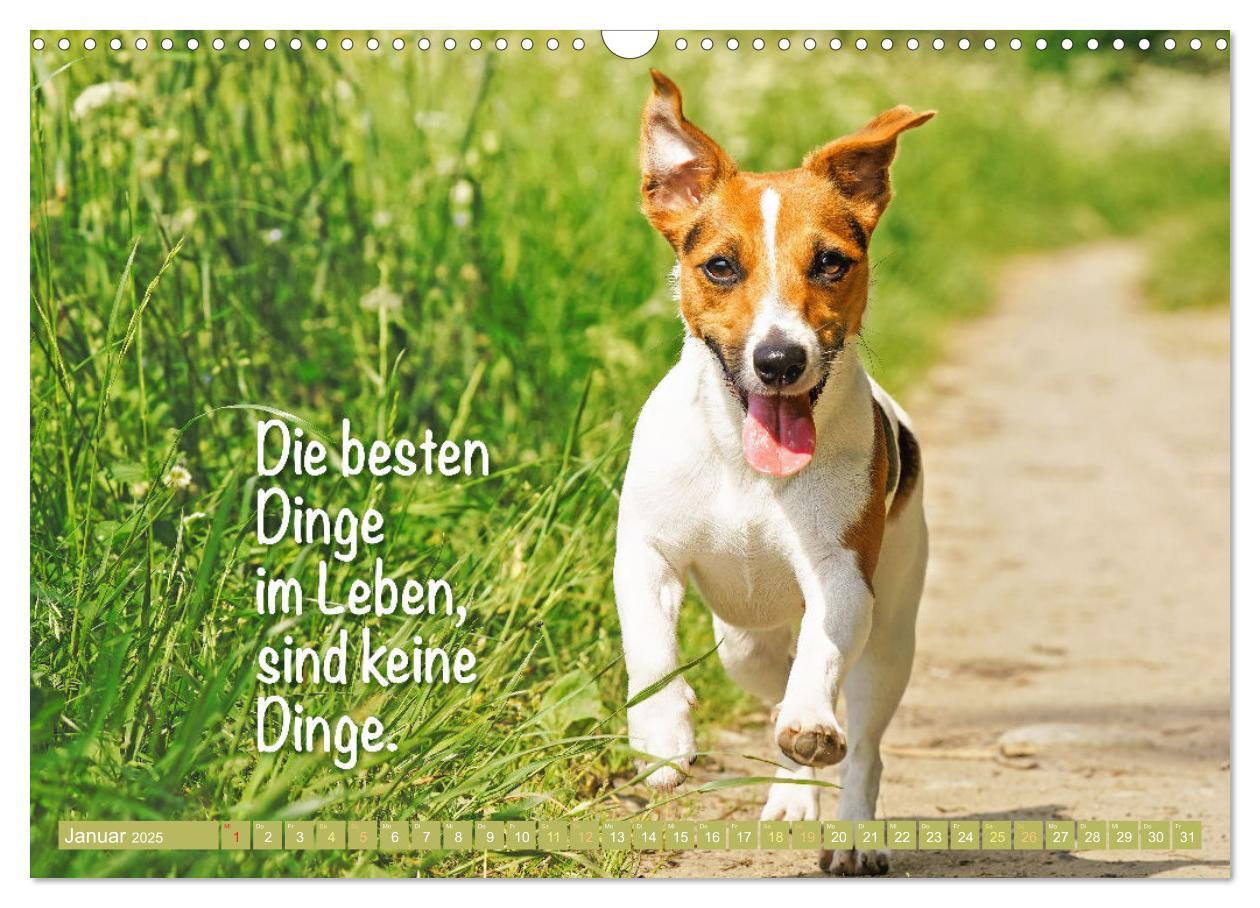 Bild: 9783457199794 | Jack Russell Terrier: flink und verspielt (Wandkalender 2025 DIN A3...