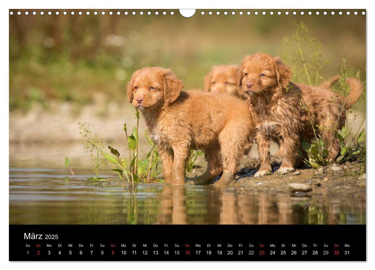 Bild: 9783435629213 | Toller - Nova Scotia Duck Tolling Retriever (Wandkalender 2025 DIN...