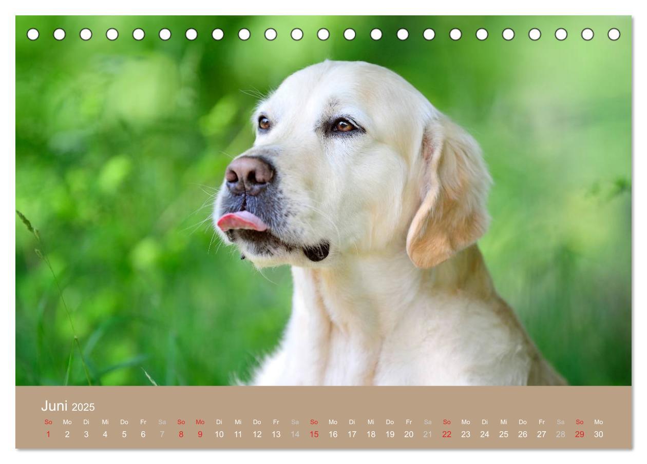 Bild: 9783435743162 | Golden Retriever (Tischkalender 2025 DIN A5 quer), CALVENDO...