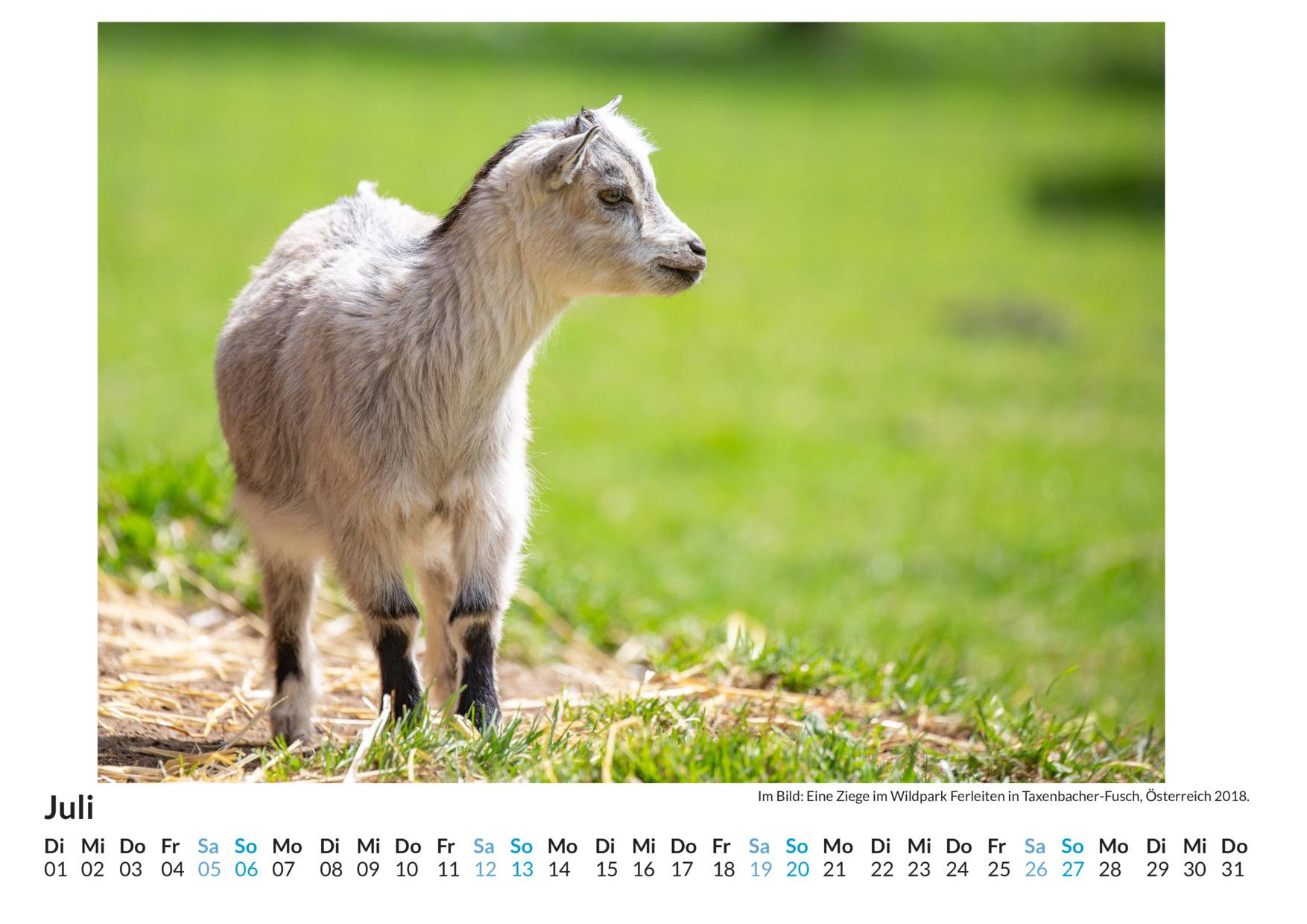 Bild: 9783759121493 | Ziegen - (Wandkalender 2025, Kalender DIN A4 quer, Monatskalender...