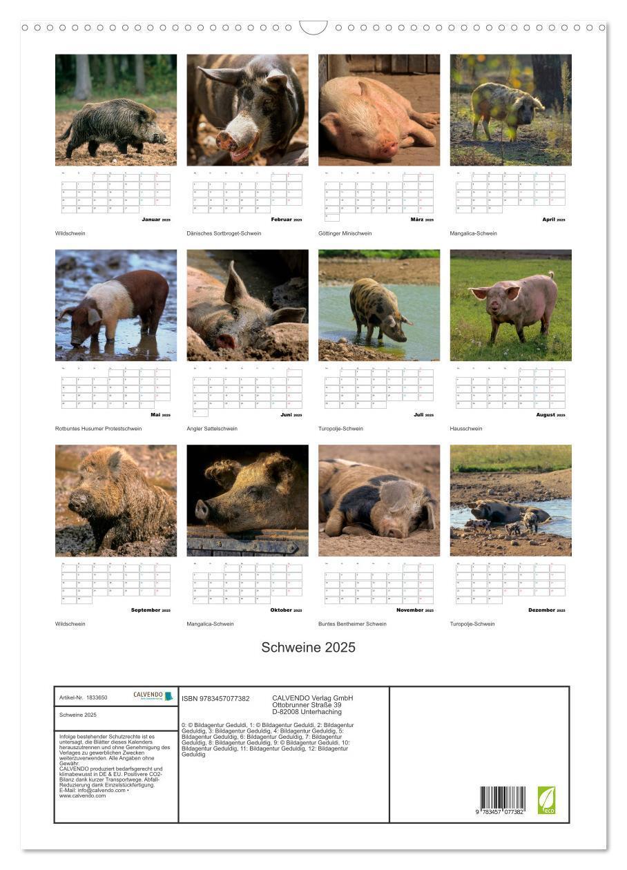 Bild: 9783457077382 | Schweine 2025 (Wandkalender 2025 DIN A2 hoch), CALVENDO Monatskalender