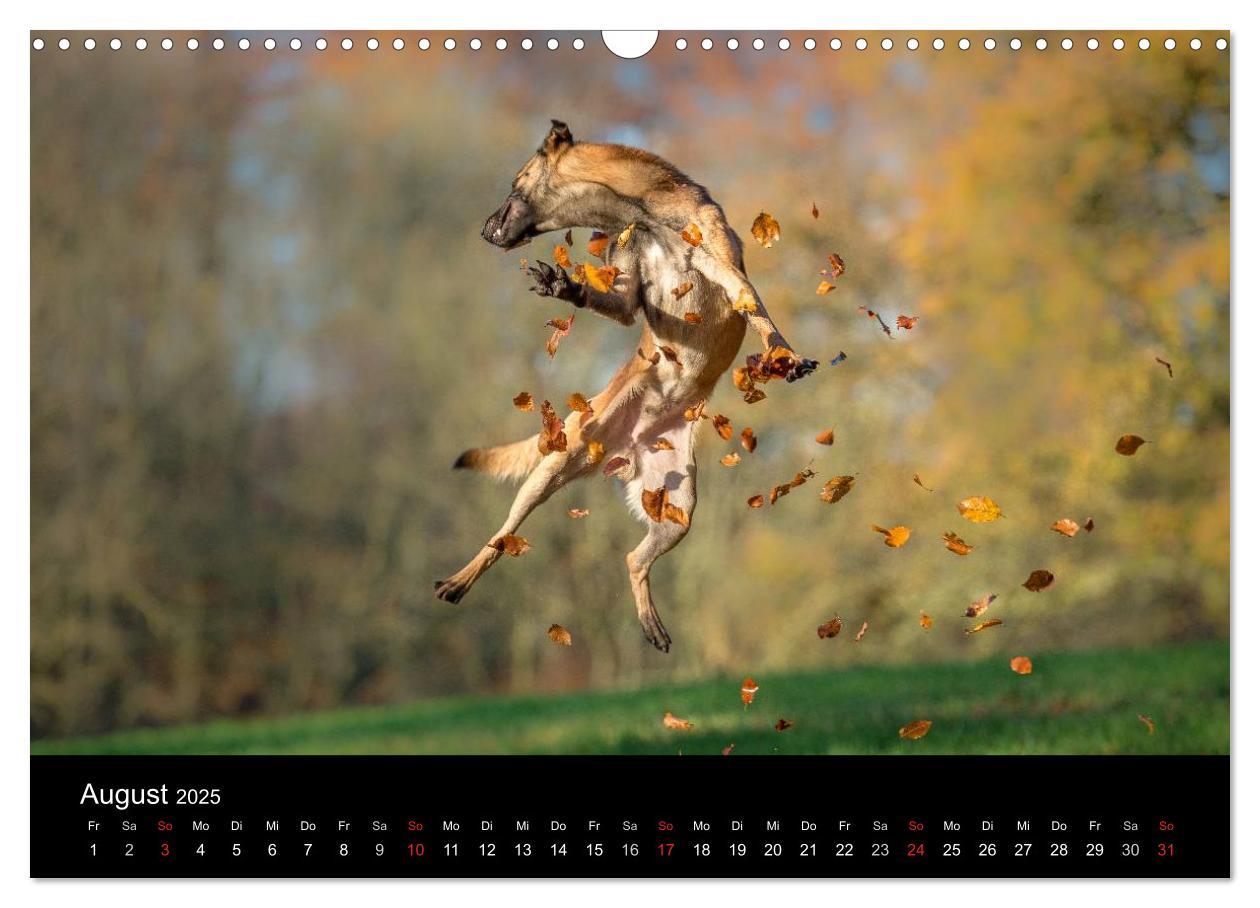 Bild: 9783435631445 | Belgischer Schäferhund - Der Malinois in Action (Wandkalender 2025...