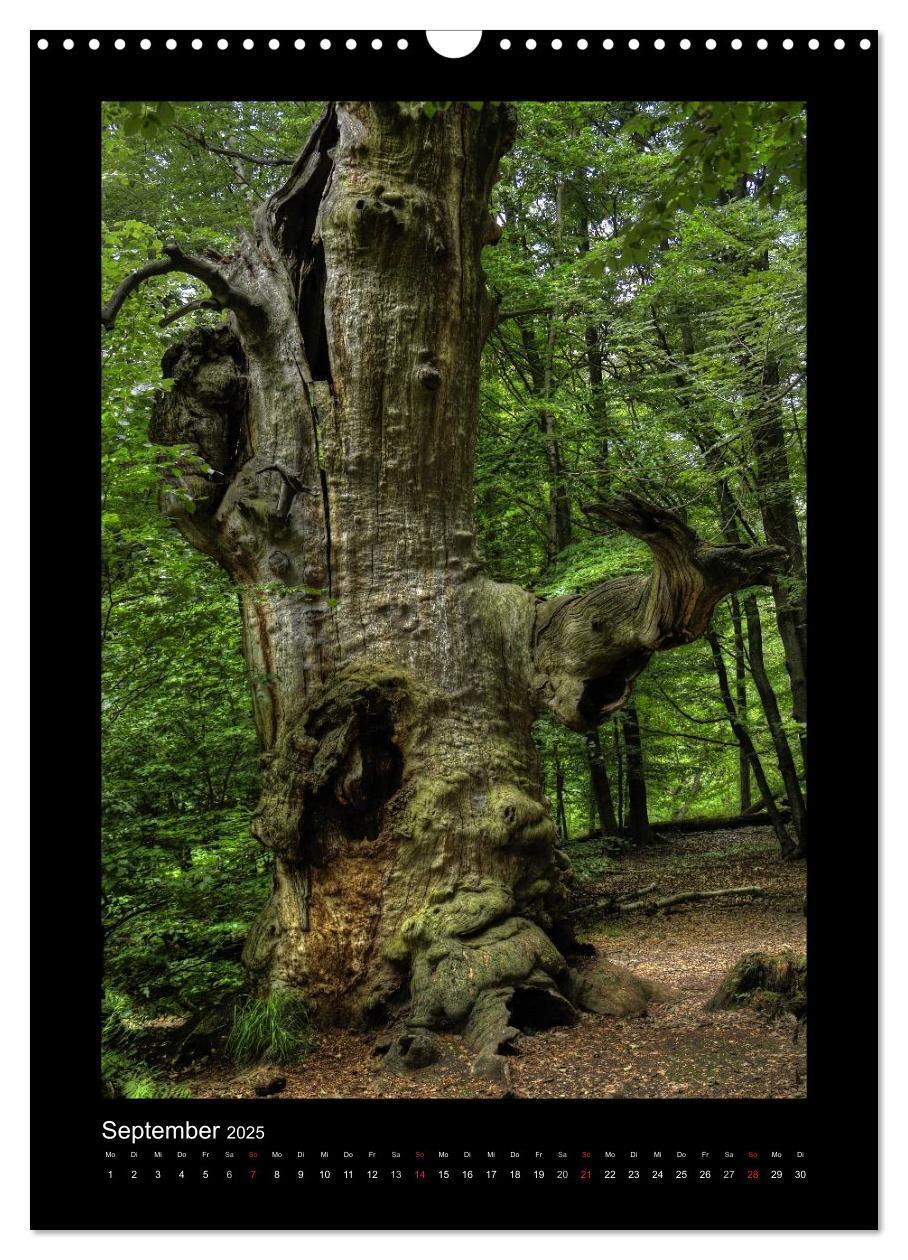 Bild: 9783457089071 | Mythos Baum / 2025 (Wandkalender 2025 DIN A3 hoch), CALVENDO...