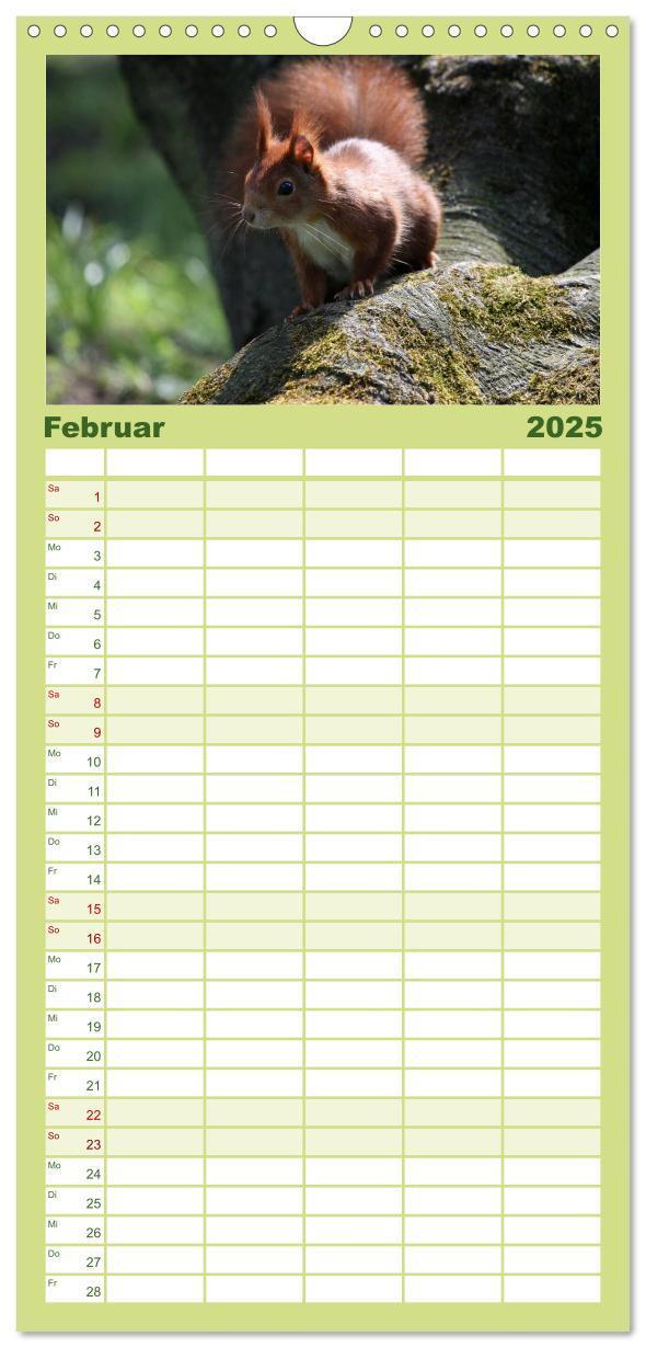 Bild: 9783457111062 | Familienplaner 2025 - Eichhörnchen mit 5 Spalten (Wandkalender, 21...