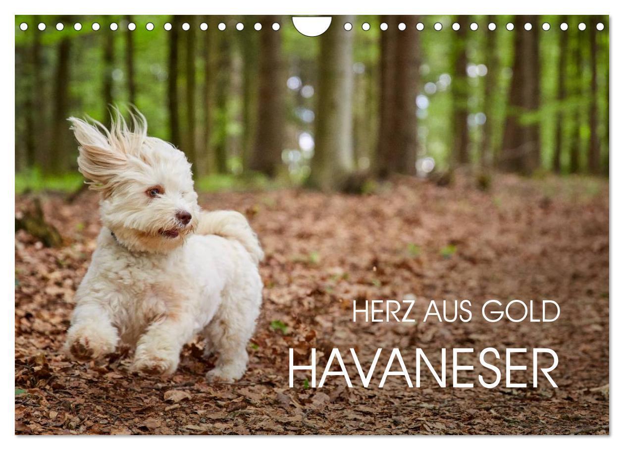 Cover: 9783435504213 | Havaneser - Herz aus Gold (Wandkalender 2025 DIN A4 quer), CALVENDO...