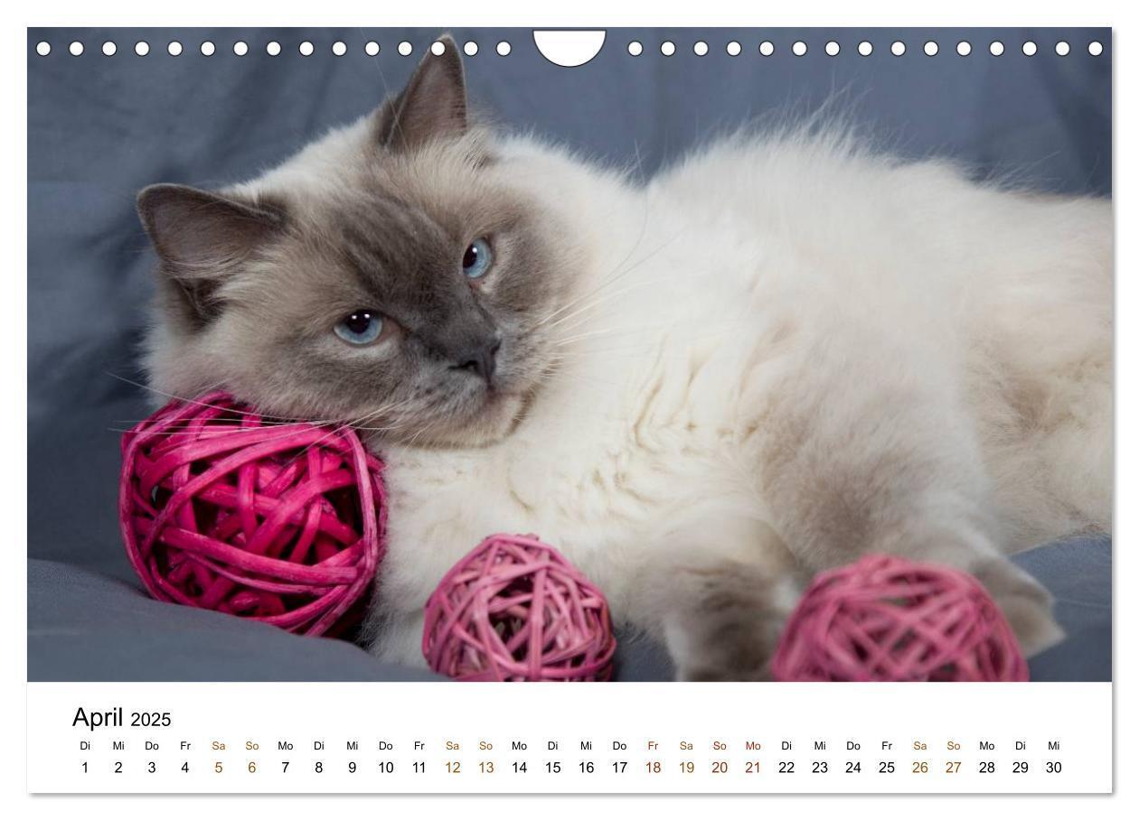 Bild: 9783435754328 | Ragdolls (Wandkalender 2025 DIN A4 quer), CALVENDO Monatskalender