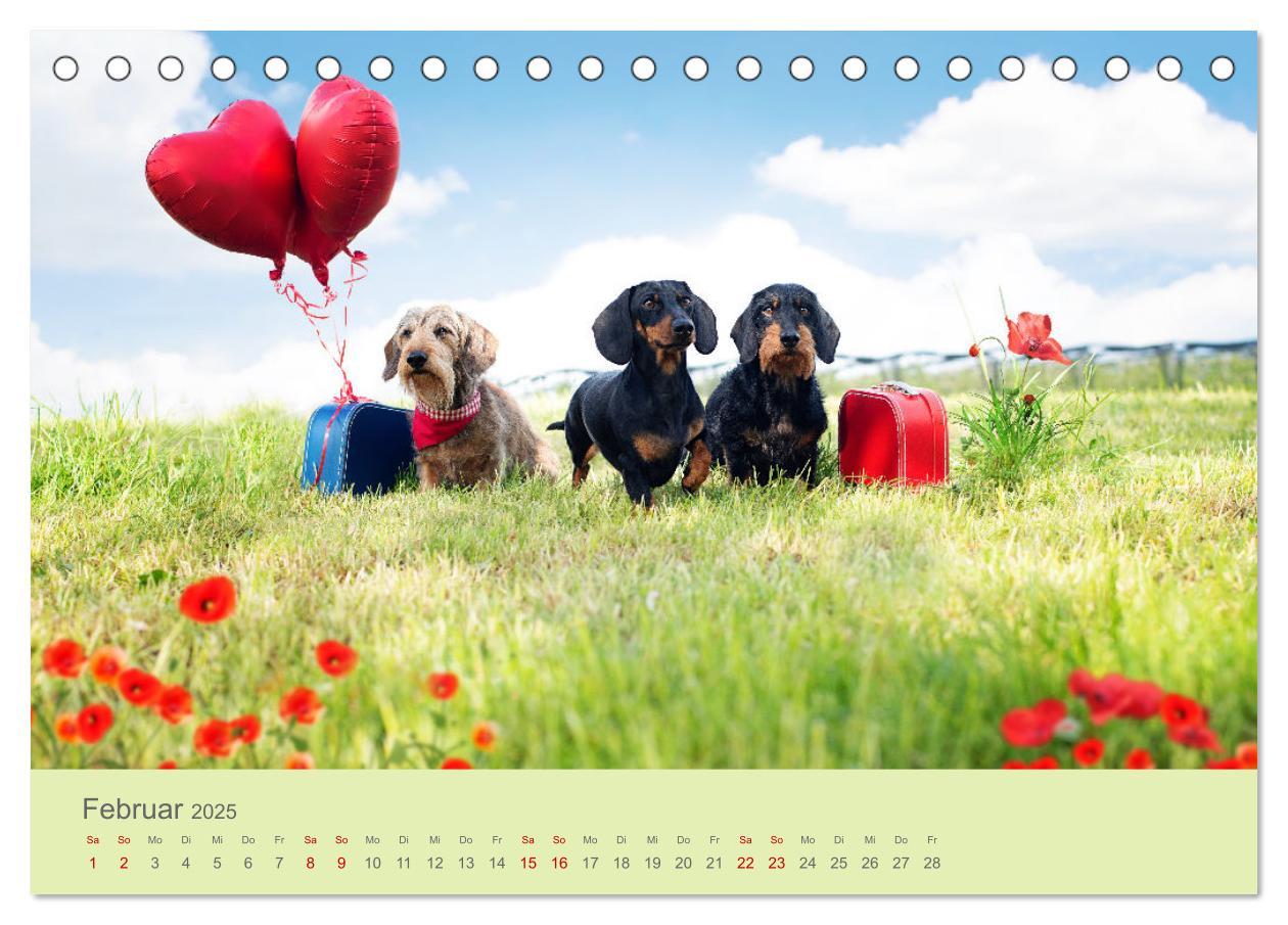 Bild: 9783457206454 | Dackel unterwegs (Tischkalender 2025 DIN A5 quer), CALVENDO...