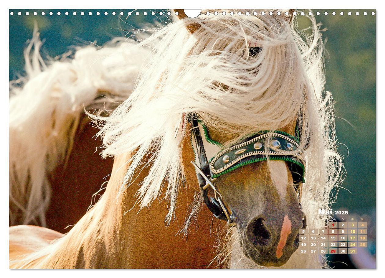 Bild: 9783457184998 | Haflinger: Die blonden Pferde von der Alm (Wandkalender 2025 DIN A3...