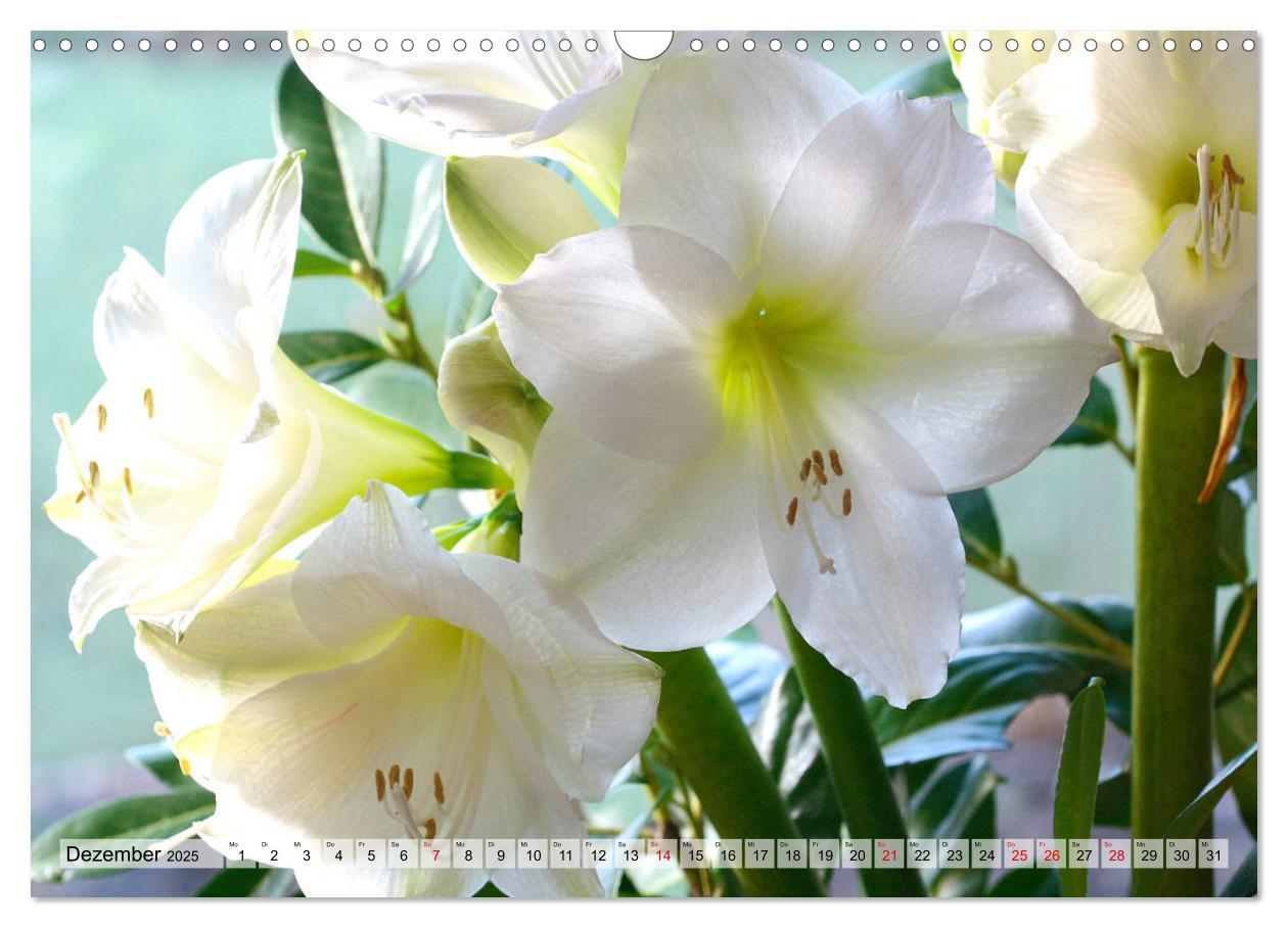 Bild: 9783435382514 | Amaryllis-Blüten (Wandkalender 2025 DIN A3 quer), CALVENDO...