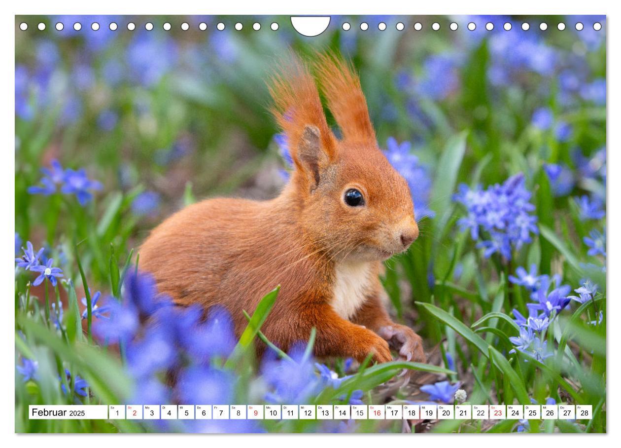 Bild: 9783435670338 | Eichhörnchen im Königlichen Garten (Wandkalender 2025 DIN A4 quer),...