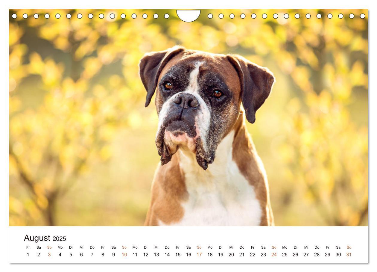 Bild: 9783435160907 | Deutscher Boxer (Wandkalender 2025 DIN A4 quer), CALVENDO...