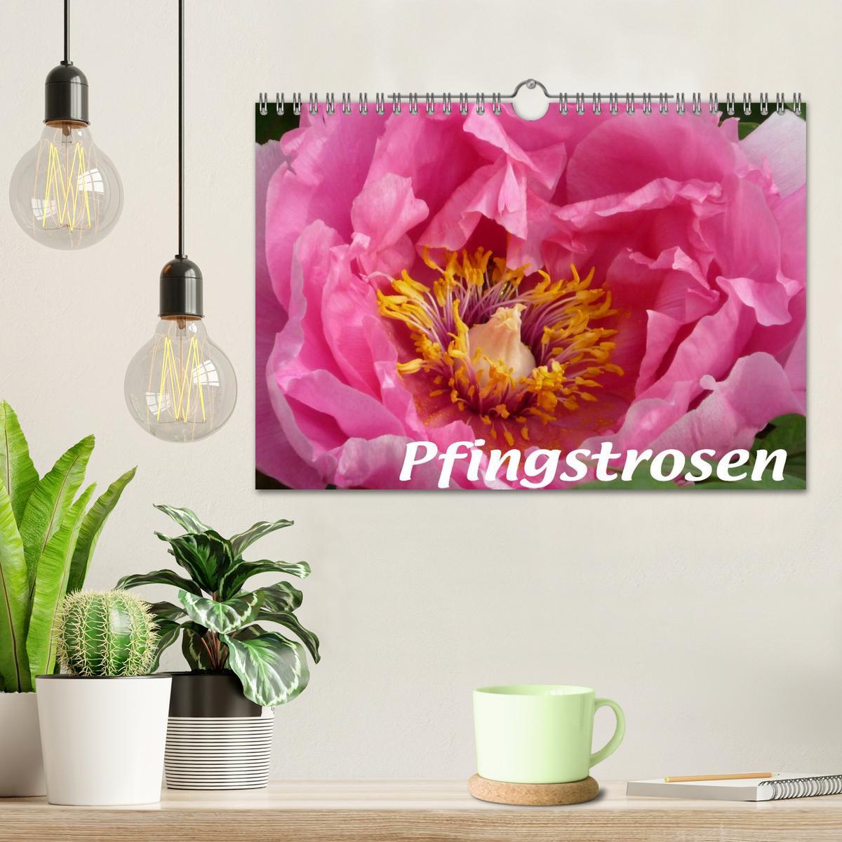 Bild: 9783435819942 | Pfingstrosen (Wandkalender 2025 DIN A4 quer), CALVENDO Monatskalender