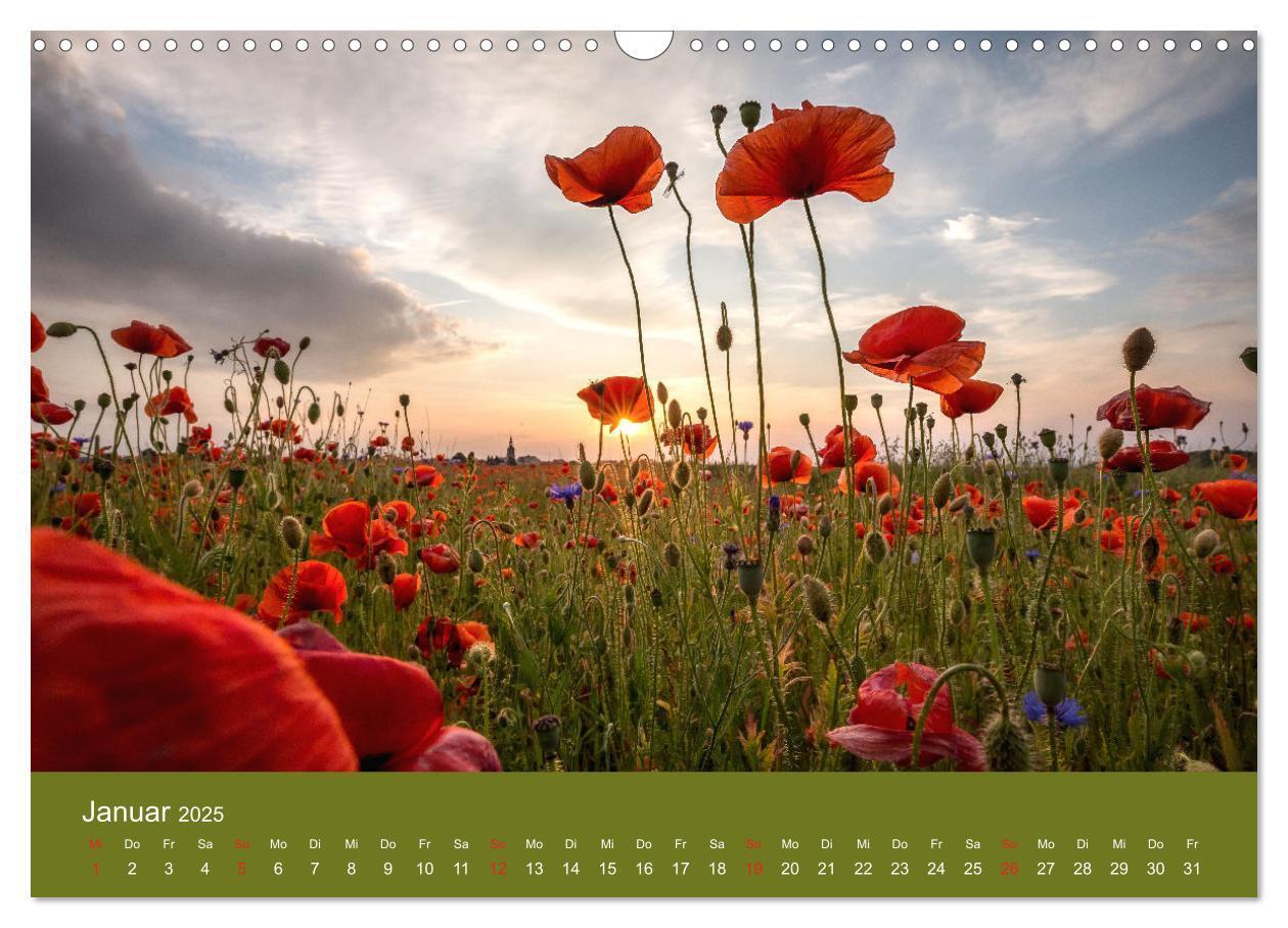 Bild: 9783435122516 | Mohnblumen Romantik (Wandkalender 2025 DIN A3 quer), CALVENDO...