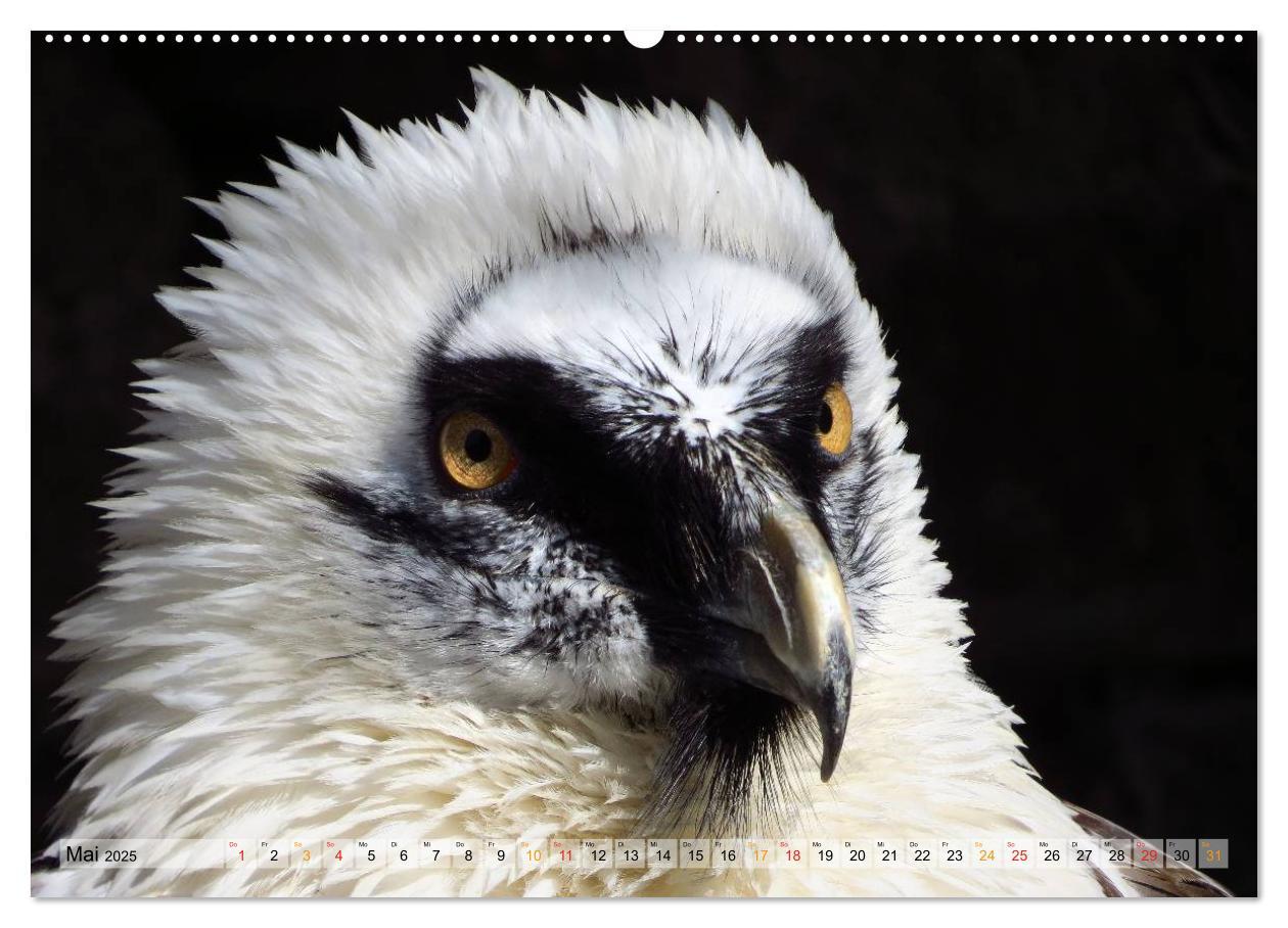 Bild: 9783435550135 | Majestätische Greifvögel (hochwertiger Premium Wandkalender 2025...