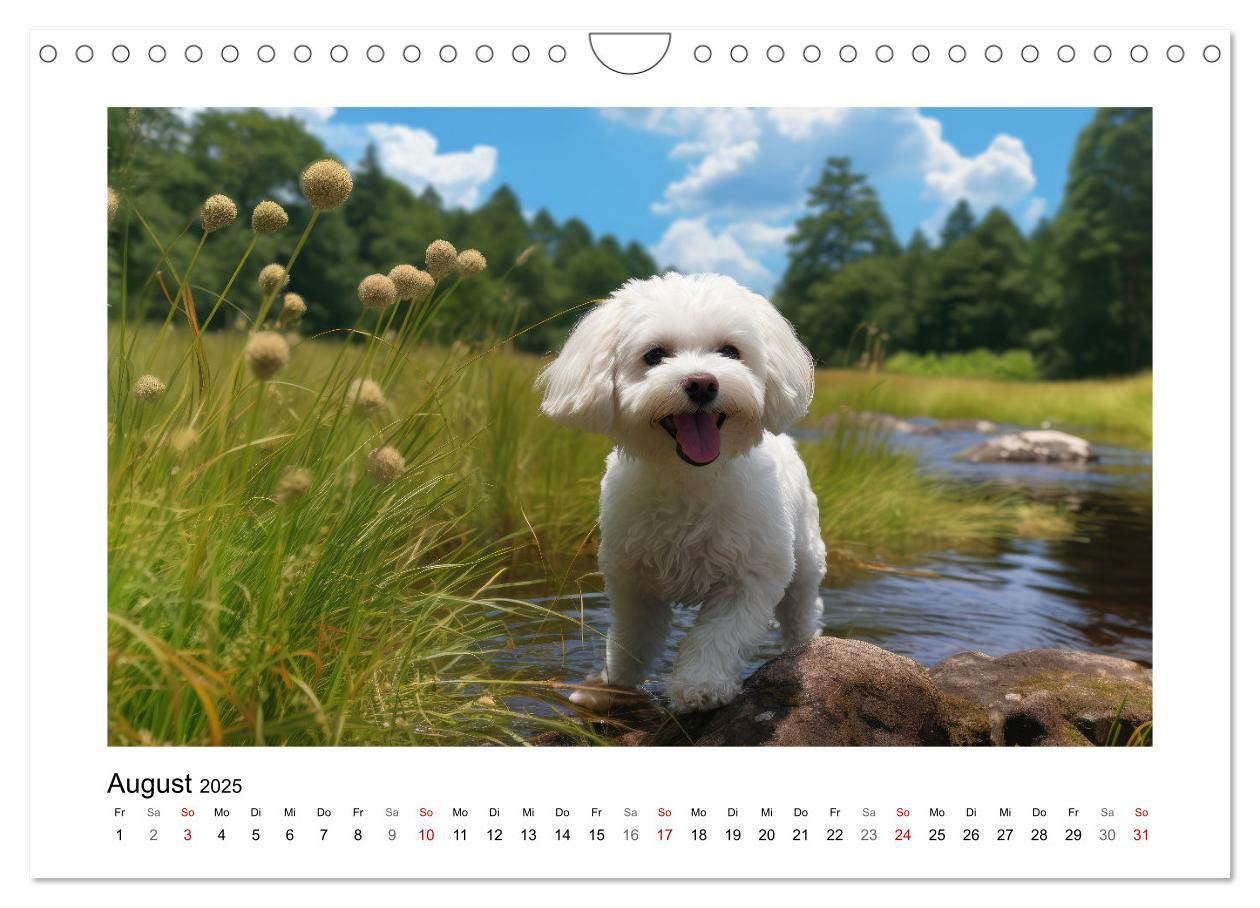 Bild: 9783383837968 | Bichon frisé, weiße Hündchen mit lockigem Haar (Wandkalender 2025...