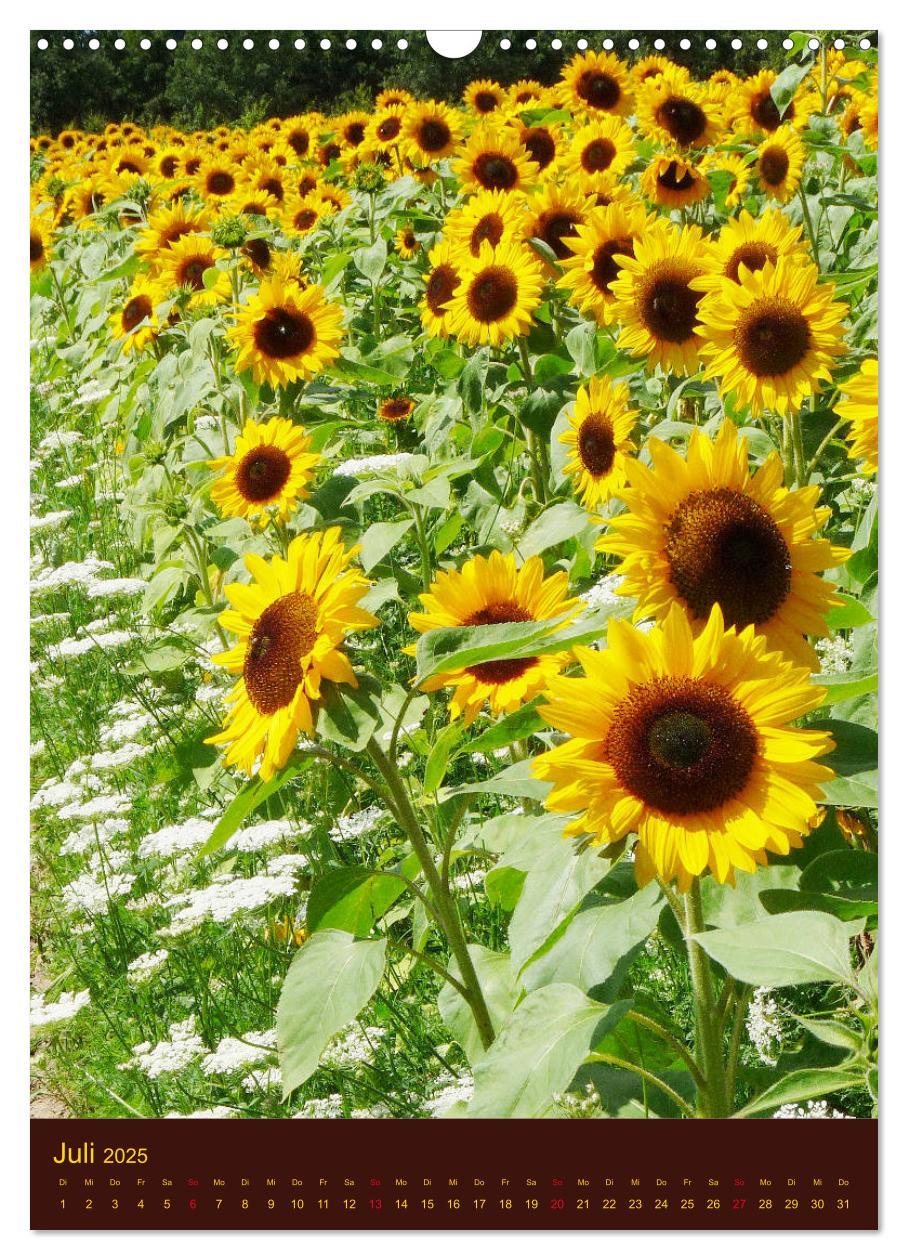 Bild: 9783435951642 | Sonnenblumen - Strahlende Blüten (Wandkalender 2025 DIN A3 hoch),...