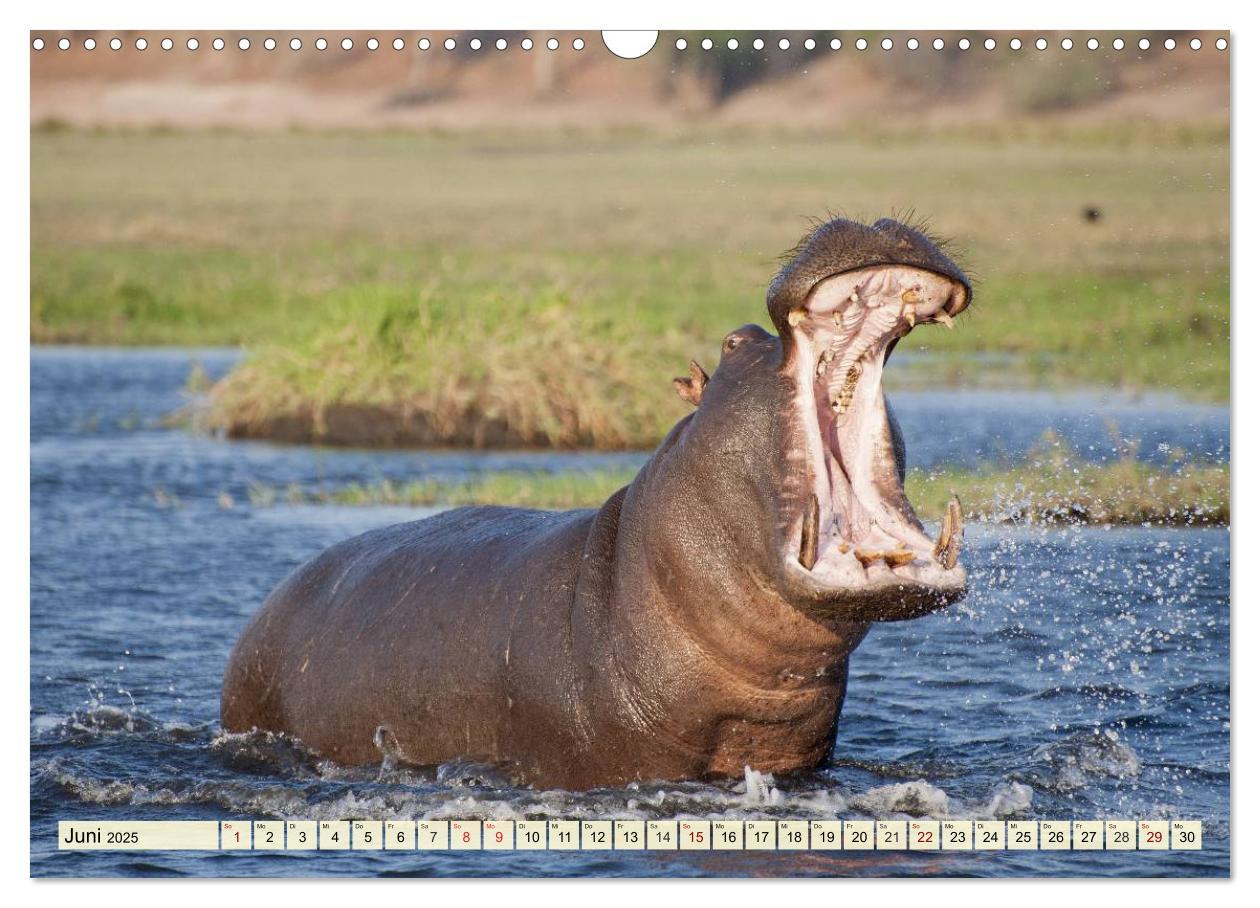 Bild: 9783435419074 | Afrika. Botswanas wundervolle Tierwelt (Wandkalender 2025 DIN A3...