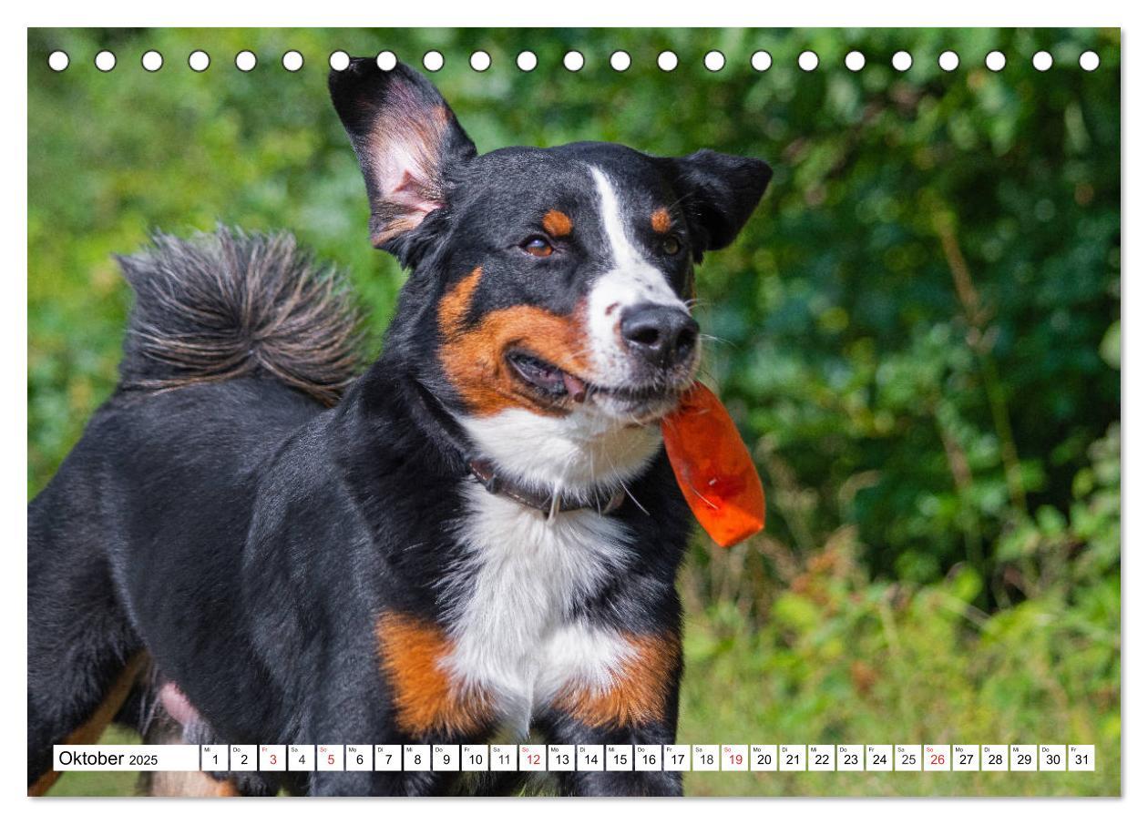 Bild: 9783435112043 | Appenzeller Sennenhund - Ein Schweizer auf 4 Pfoten (Tischkalender...