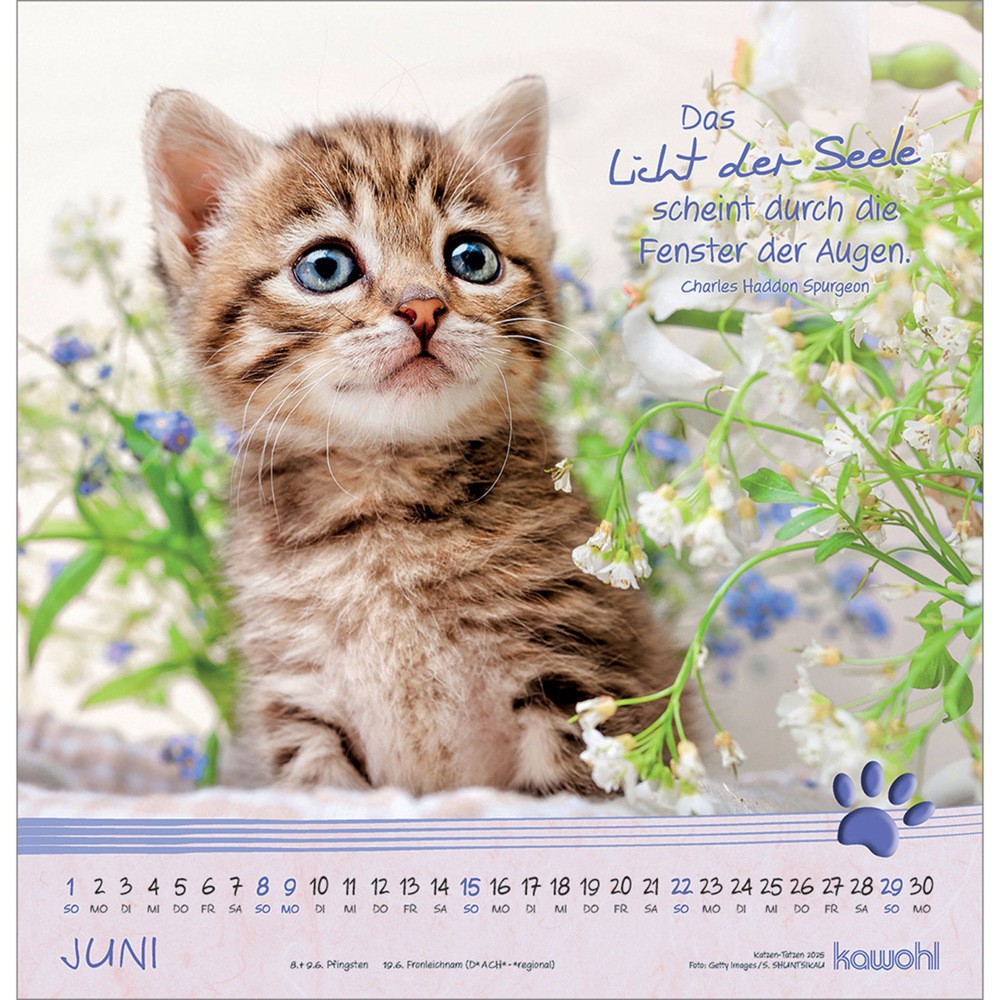 Bild: 9783754829851 | Kleine Katzen-Tatzen 2025 | Kalender | Spiralbindung. Spiralbindung