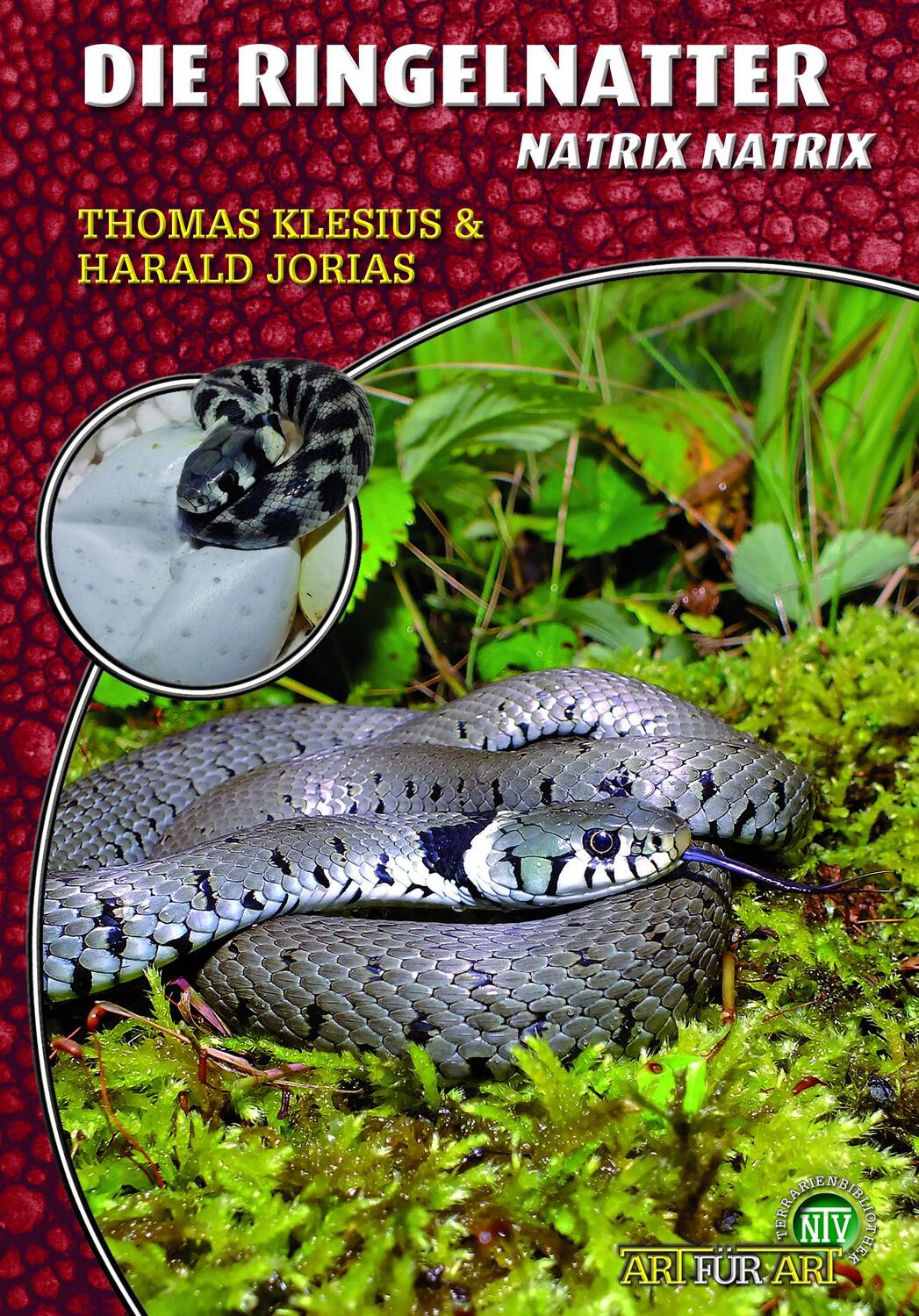 Cover: 9783866592889 | Die Ringelnatter | Natrix natrix | Thomas Klesius (u. a.) | Buch