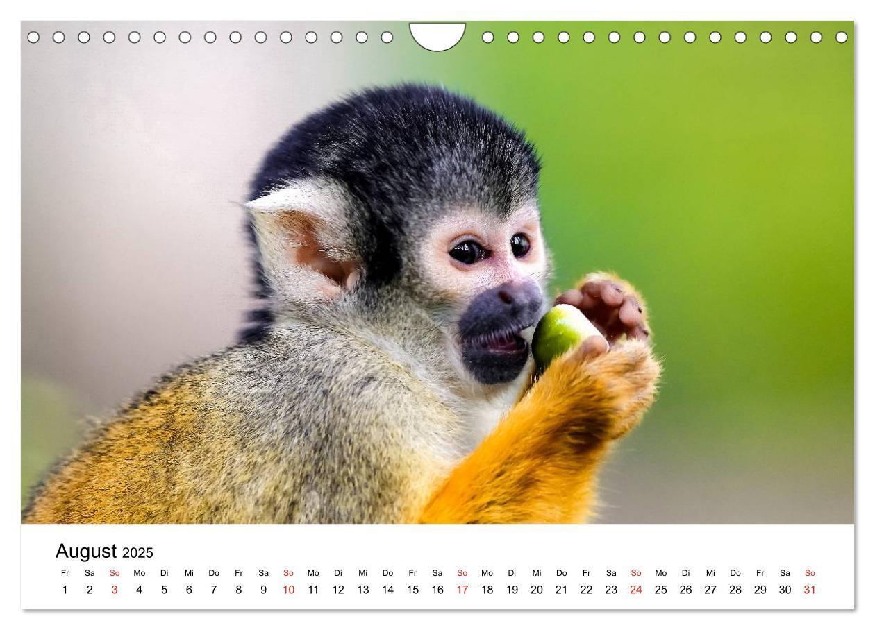 Bild: 9783435491100 | Totenkopfaffen (Wandkalender 2025 DIN A4 quer), CALVENDO...