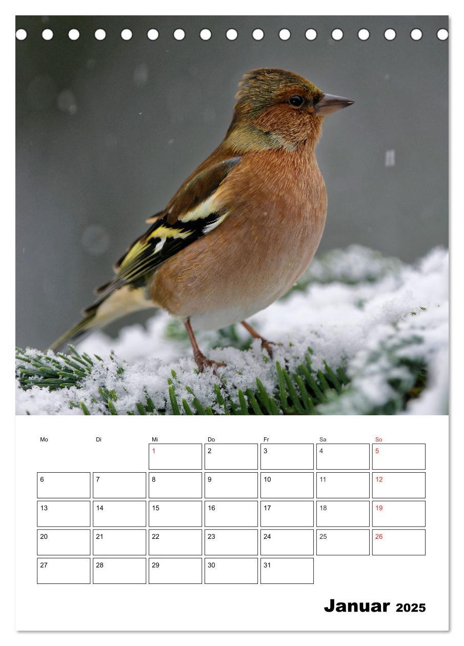 Bild: 9783457007334 | Bezaubernde Vögel im heimischen Garten (Tischkalender 2025 DIN A5...