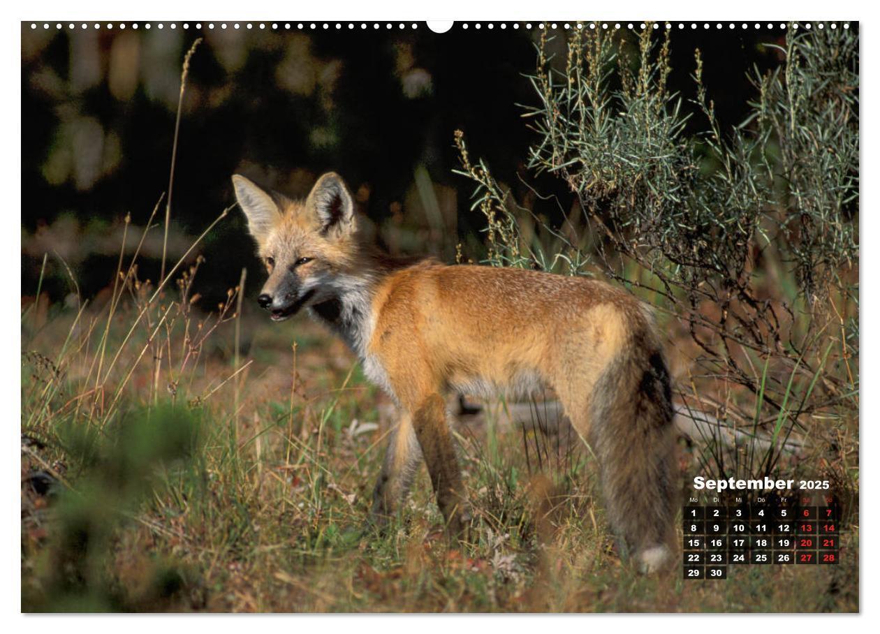 Bild: 9783435100040 | American Wildlife (hochwertiger Premium Wandkalender 2025 DIN A2...