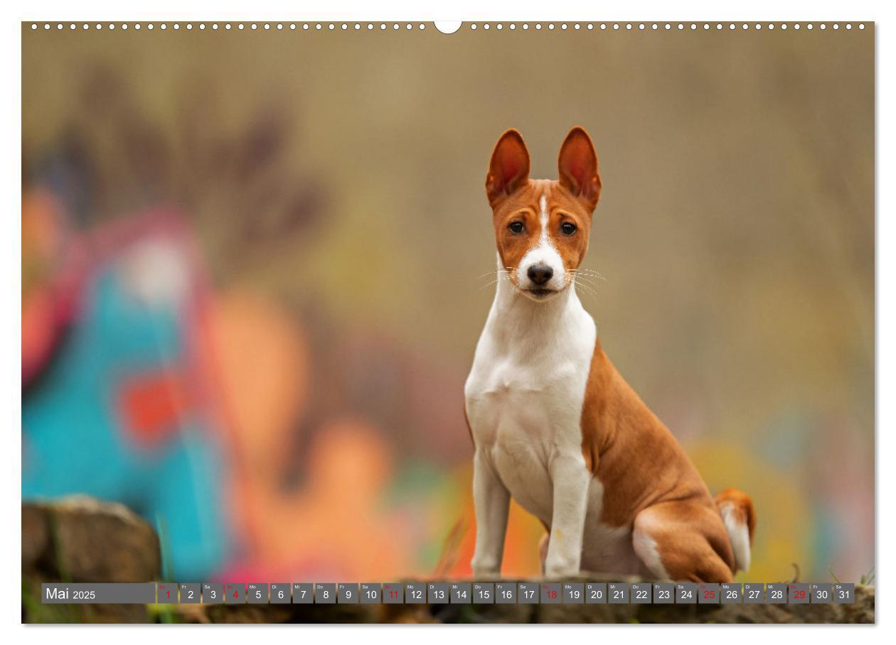 Bild: 9783457196021 | Der Basenji (hochwertiger Premium Wandkalender 2025 DIN A2 quer),...