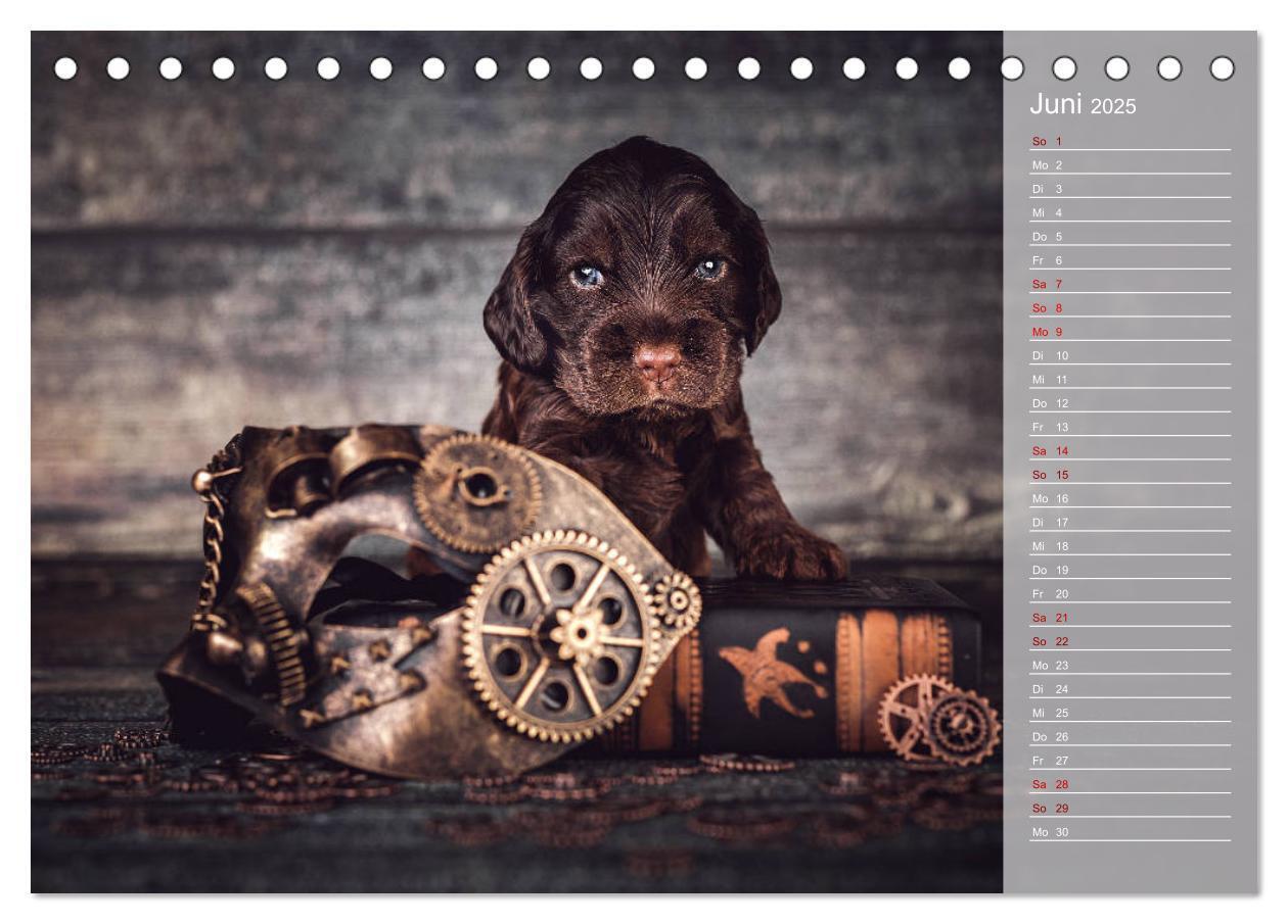 Bild: 9783435328925 | Englische Cocker Spaniel Welpen (Tischkalender 2025 DIN A5 quer),...