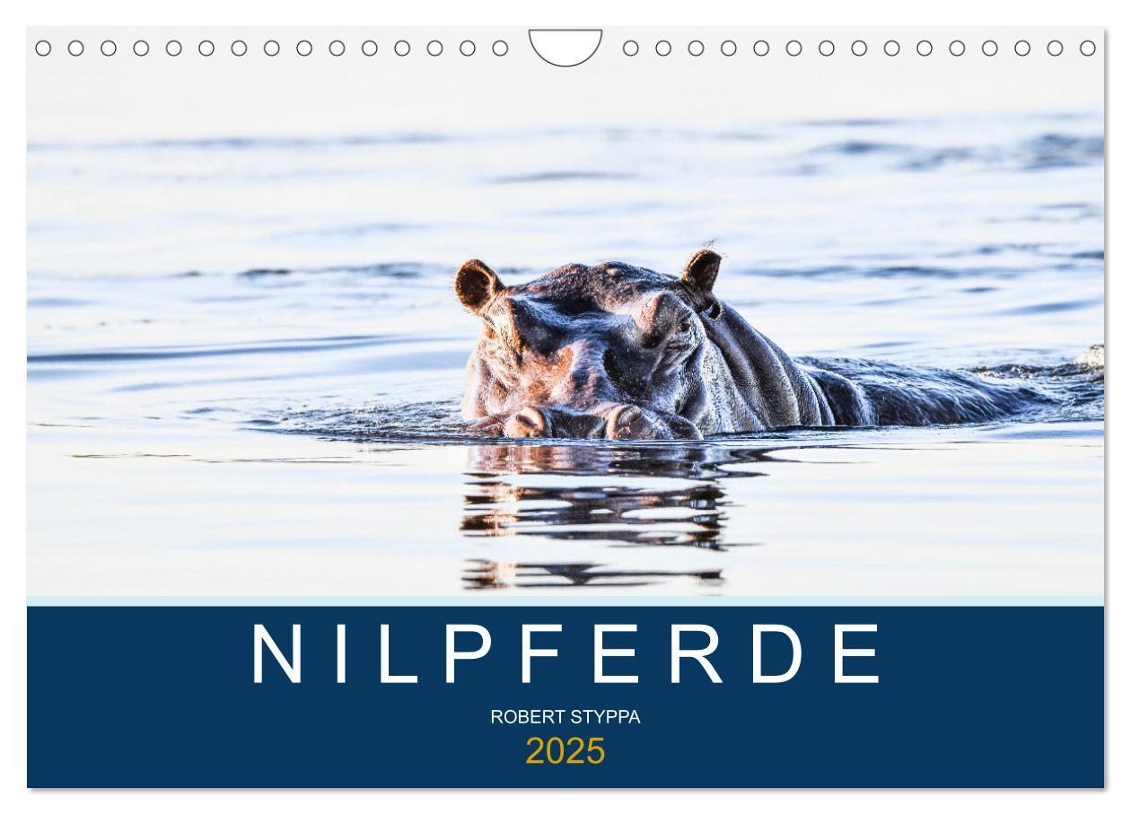 Cover: 9783435021772 | Nilpferde, Kolosse in Afrika (Wandkalender 2025 DIN A4 quer),...