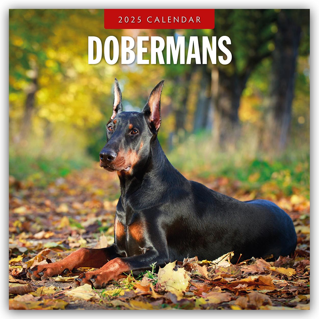 Cover: 9781804424568 | Dobermans 2025 Square Wall Calendar | Red Robin | Taschenbuch | 14 S.