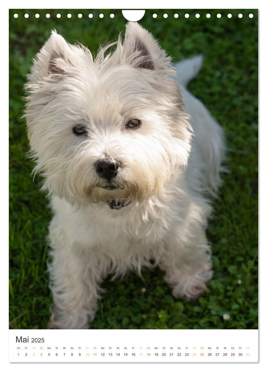 Bild: 9783383796715 | Der Westie - Portrait eines West Highland White Terriers...