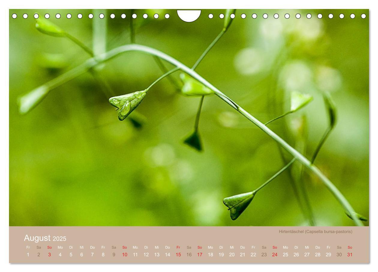 Bild: 9783435650026 | WILDE NAHRUNG (Wandkalender 2025 DIN A4 quer), CALVENDO Monatskalender