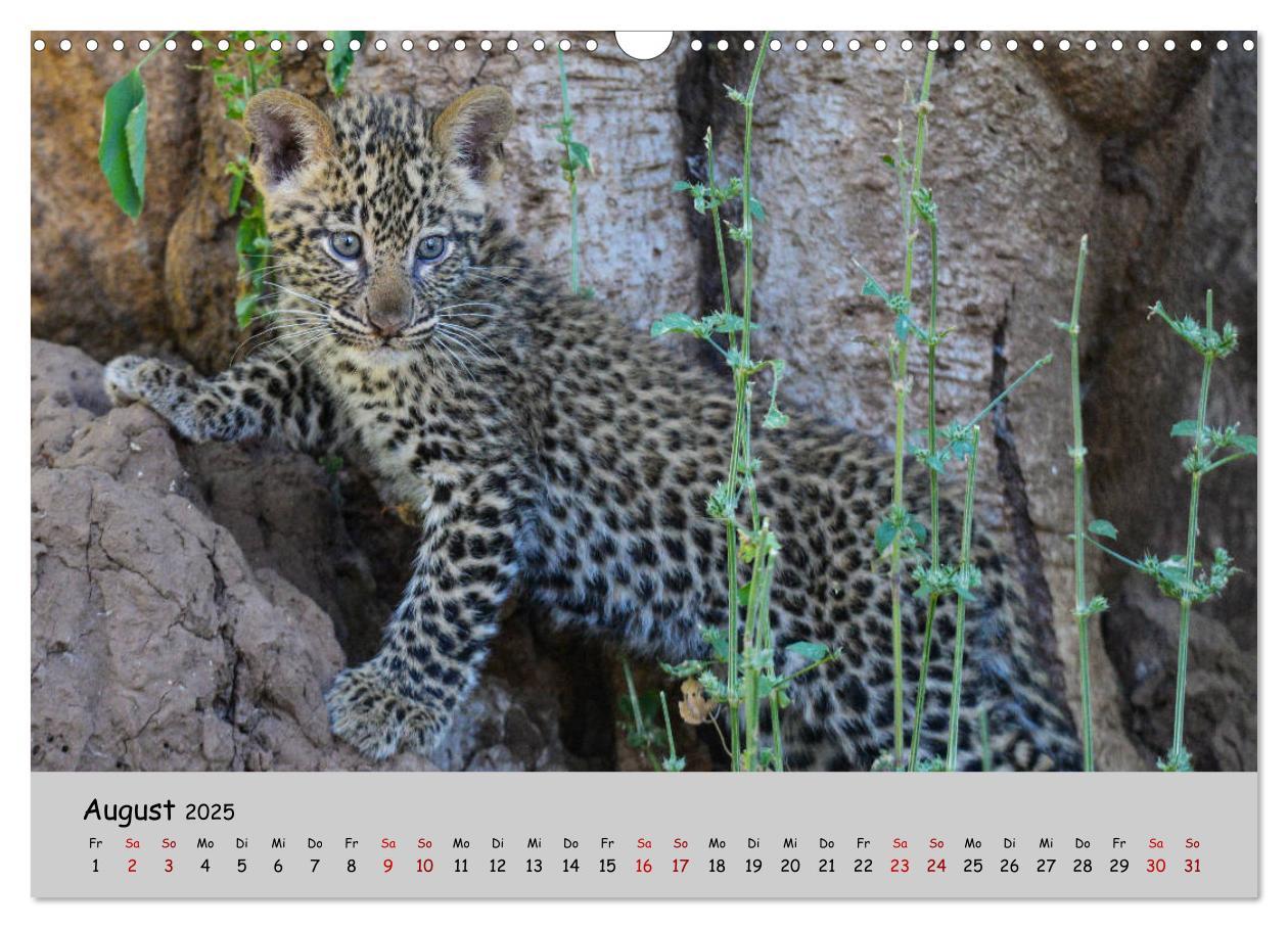 Bild: 9783435365753 | Leoparden - groß und klein (Wandkalender 2025 DIN A3 quer),...