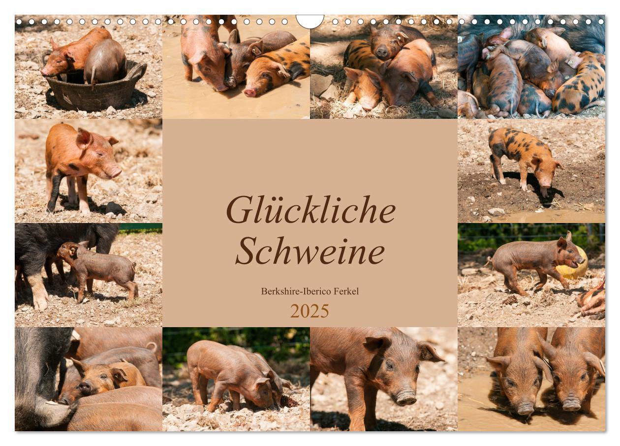 Cover: 9783435195817 | Glückliche Schweine Berkshire-Iberico Ferkel (Wandkalender 2025 DIN...