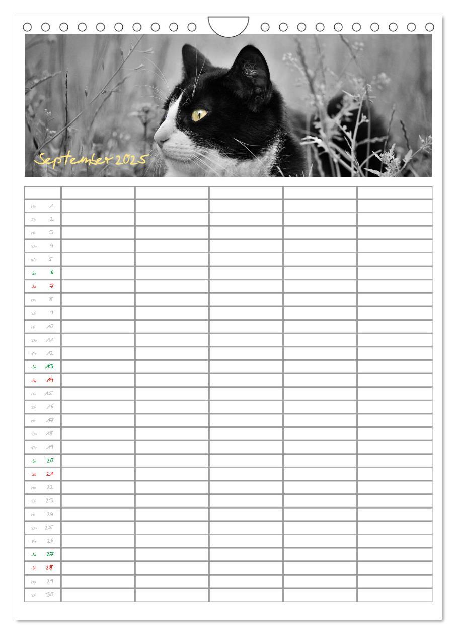 Bild: 9783457088166 | Miezekatzen Planungskalender (Wandkalender 2025 DIN A4 hoch),...