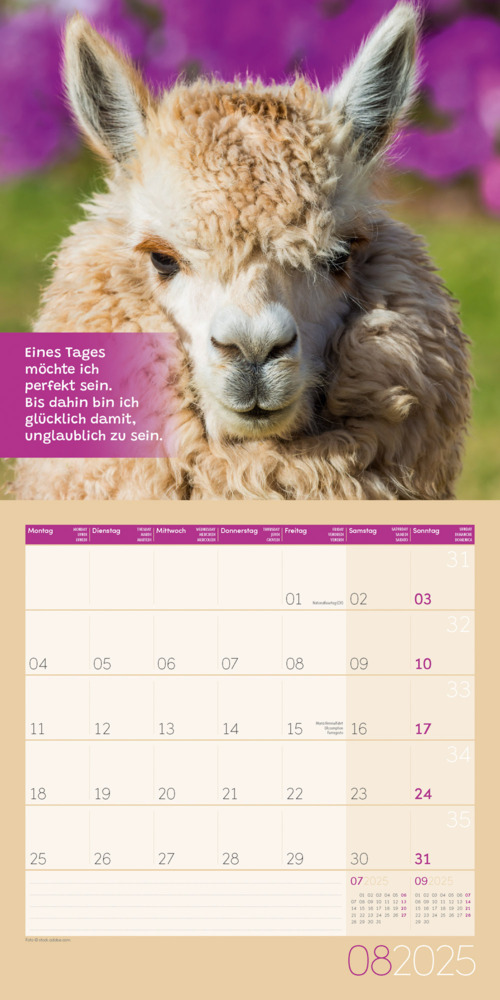 Bild: 9783838445274 | No Drama, Lama! Kalender 2025 - 30x30 | Ackermann Kunstverlag | 28 S.