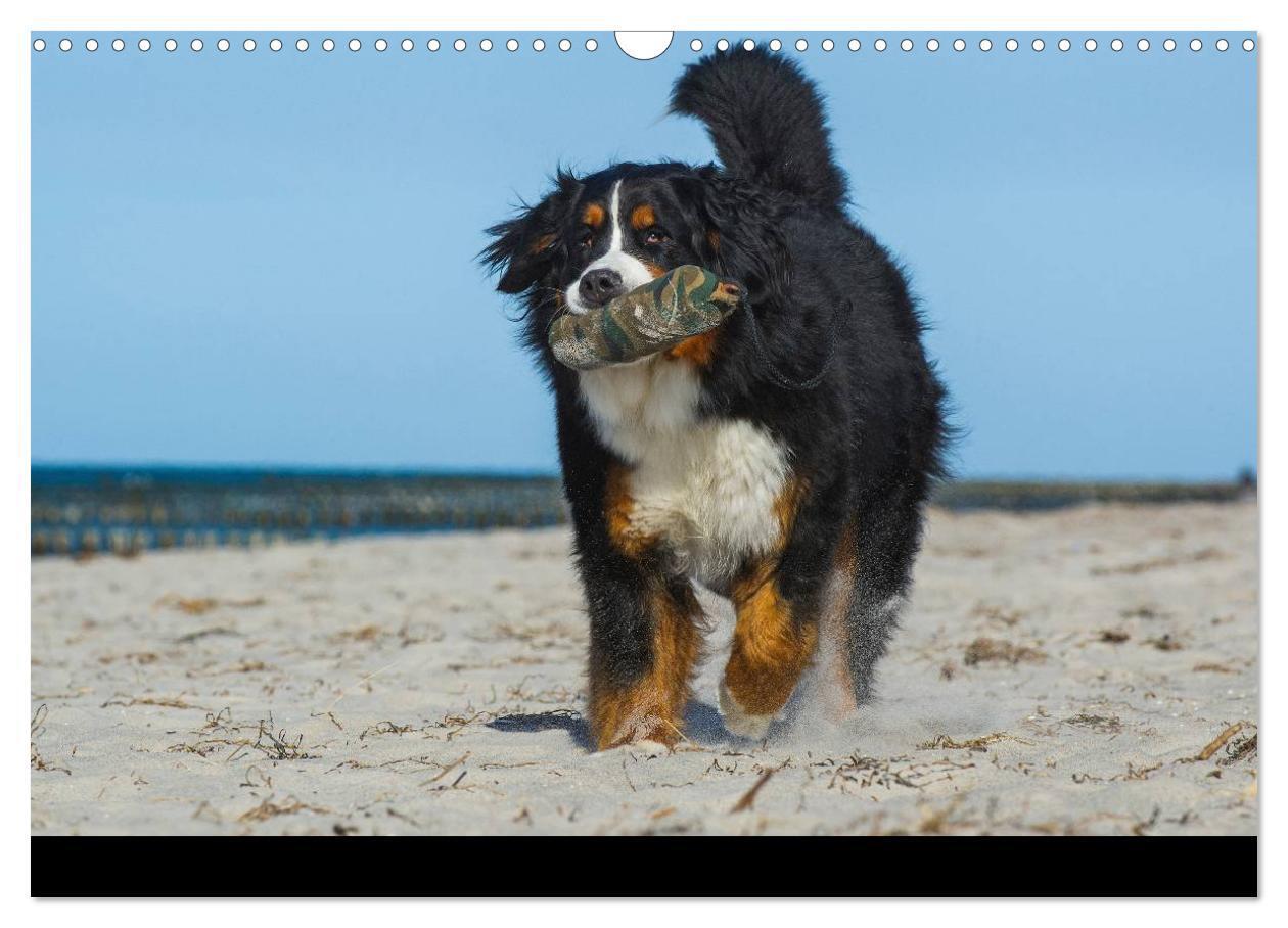 Bild: 9783435770465 | Berner Sennenhund 2025 (Wandkalender 2025 DIN A3 quer), CALVENDO...