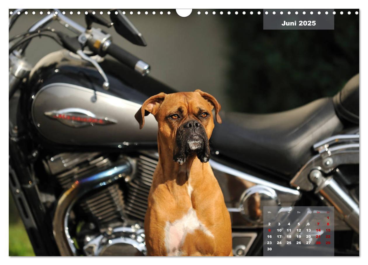 Bild: 9783435339990 | Typisch Boxer (Wandkalender 2025 DIN A3 quer), CALVENDO Monatskalender