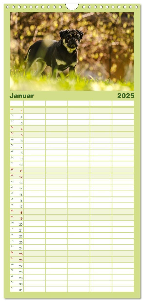 Bild: 9783457112281 | Familienplaner 2025 - Möpse mit 5 Spalten (Wandkalender, 21 x 45...