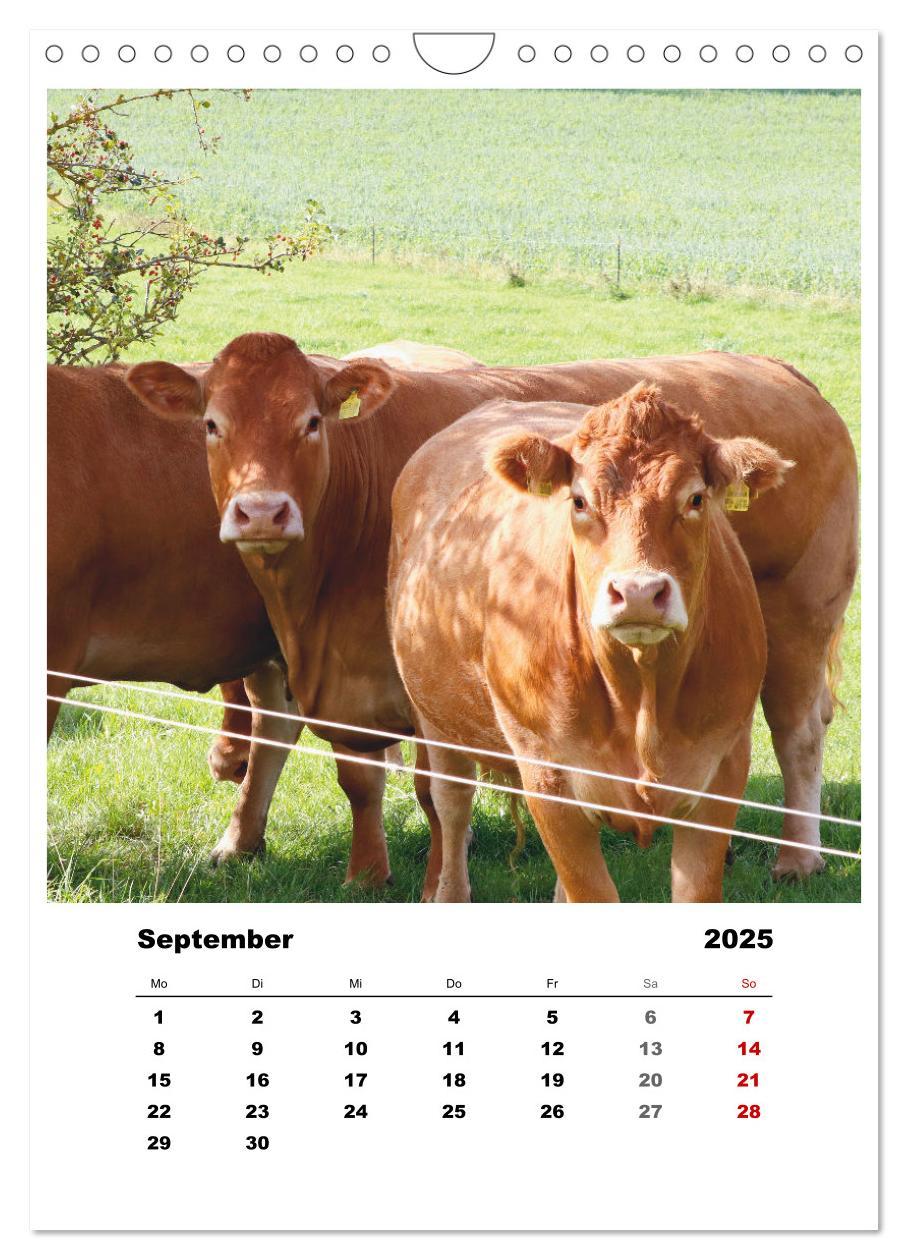 Bild: 9783435928521 | Bauernhoftiere, ganz nah dran (Wandkalender 2025 DIN A4 hoch),...