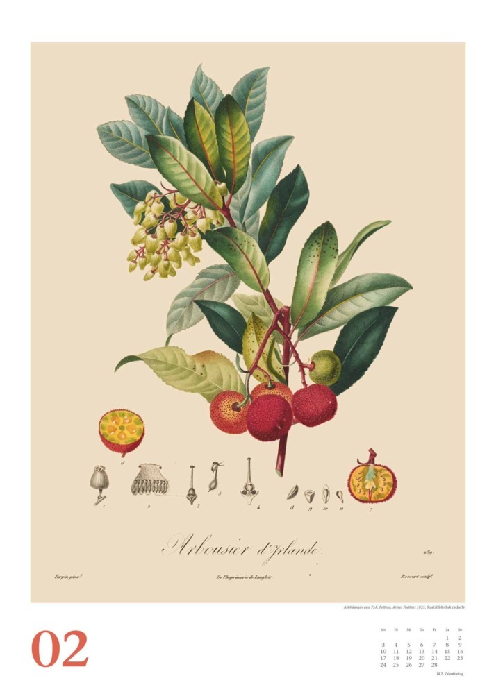 Bild: 4250809652931 | DUMONT - Poiteau: Alte Obstsorten 2025 Wandkalender, 50x70cm,...