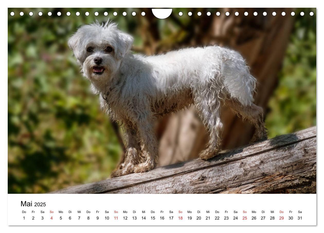 Bild: 9783435276479 | Moritz, der freche Malteser (Wandkalender 2025 DIN A4 quer),...